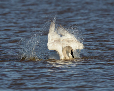 Cygne Trompette 