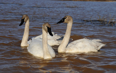 Cygnes Trompette 