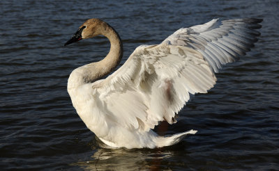 Cygne Trompette 