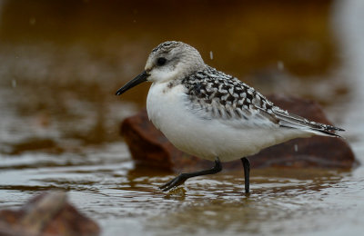 Bécasseau sanderling 