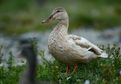 Canard colvert leucique 