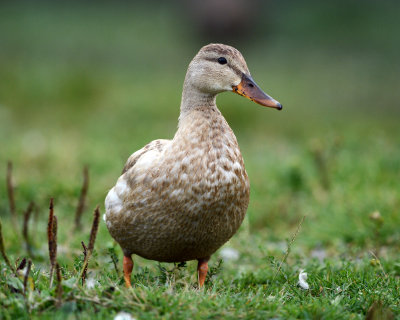 Canard colvert leucique