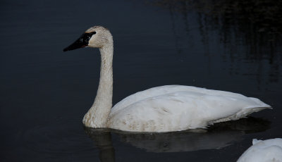 Cygne trompette 