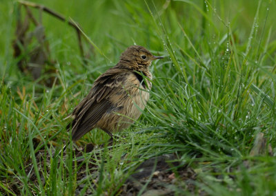 Pipit d'Amérique