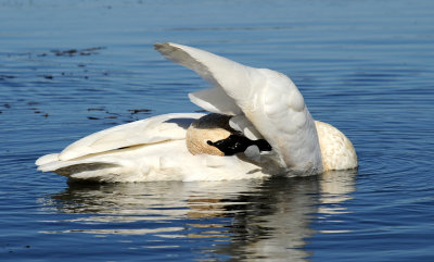 Cygne trompette