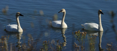 Cygnes trompette 