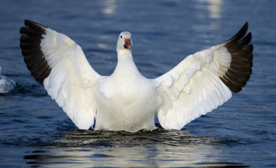 Oie des neiges 