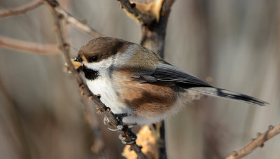 Mésange tête brune