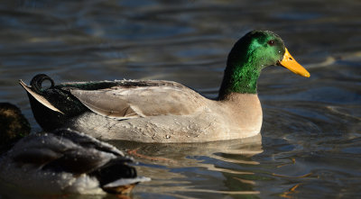 Colvert domestique ?