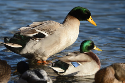 Colvert domestique géant