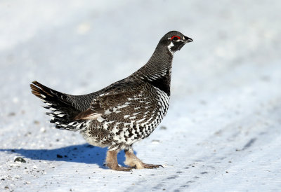 Tétras du Canada 