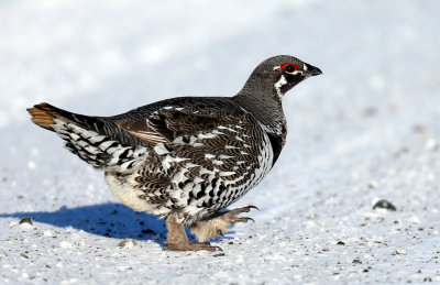 Tétras du Canada 