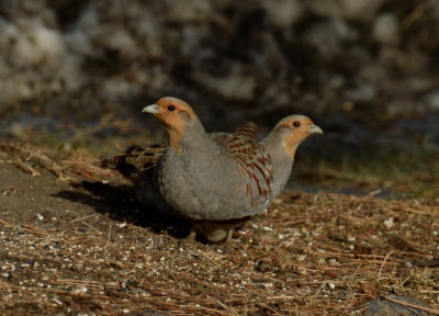 Perdrix grises