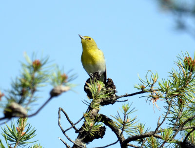 Viréo à gorge jaune 