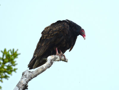Urubu à tête rouge
