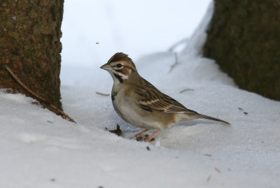 Bruant à joue marron 