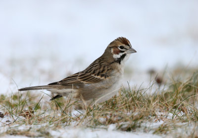 Bruant à joue marron