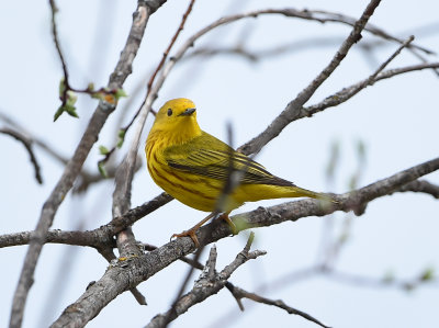 Paruline jaune mâle