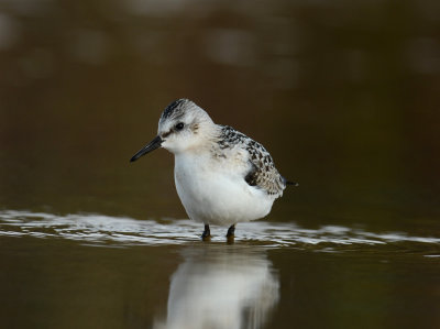 Bécasseau Sanderling 