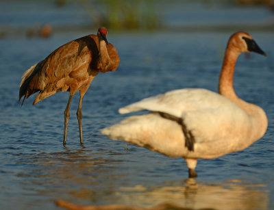 Grue et Cygne Trompette