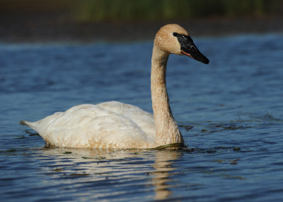 Cygne trompette 