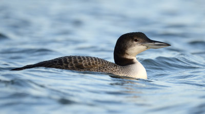 Plongeon Huard 