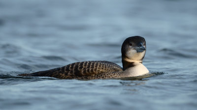 Plongeon Huard 