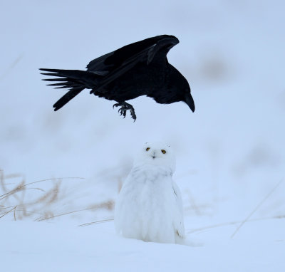 Harfang des neiges et corbeau