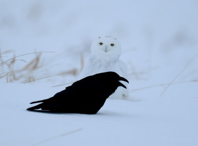 Harfang des neiges et corbeau 