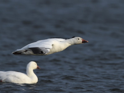 Oies des neiges 