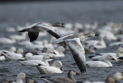Oies des neiges 