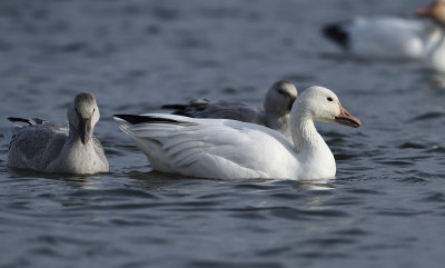 Oies des neiges 