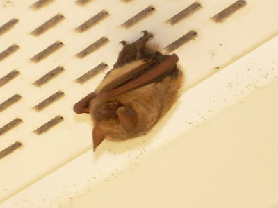 Bat Hanging from Soffitt