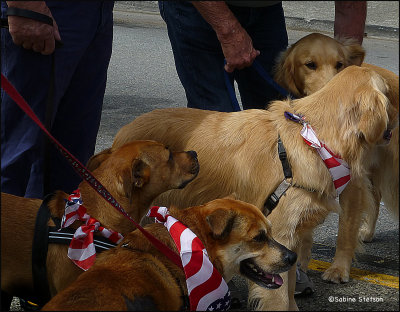 ready to parade.jpg