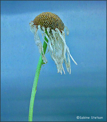 old flower in the wind.jpg