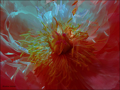 the heart of a peonie.jpg