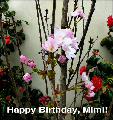 mimi 2015 bdy.jpg