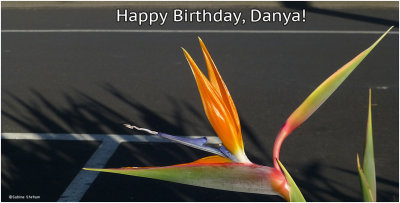 danya bdy 2-16.jpg