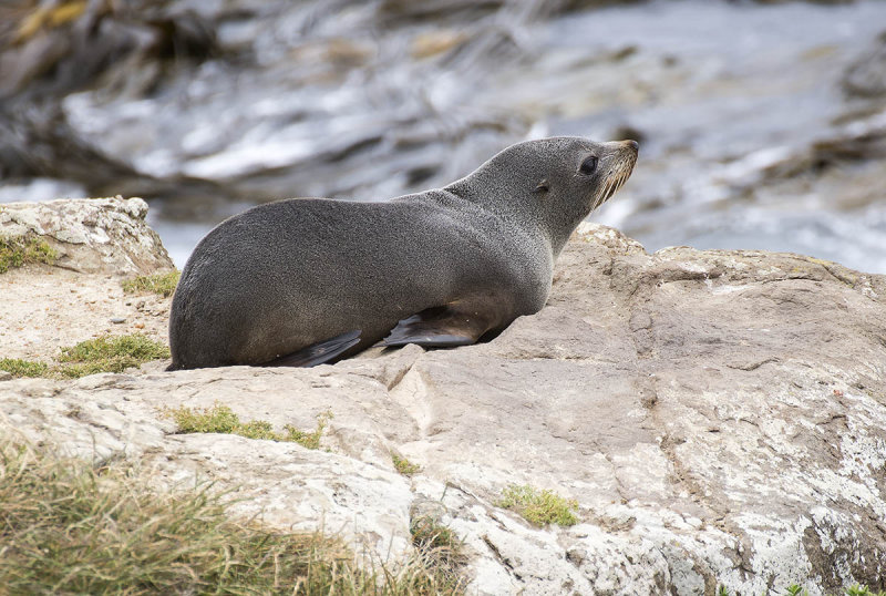 10 Dec 2013 - Fur seal - Moeraki coastline