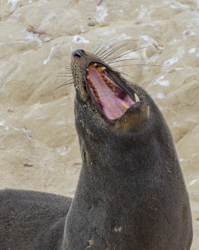 Fur Seal at Shag Point