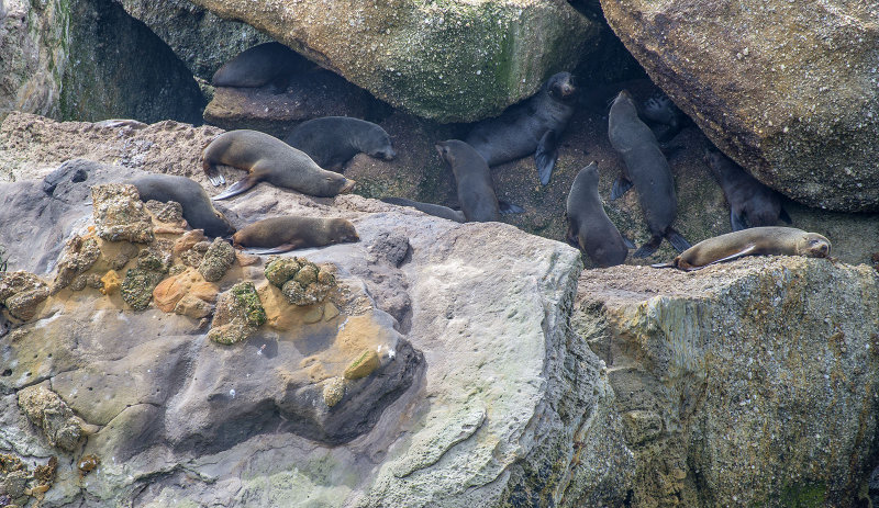13 seals - or did I miscount - Shag Point