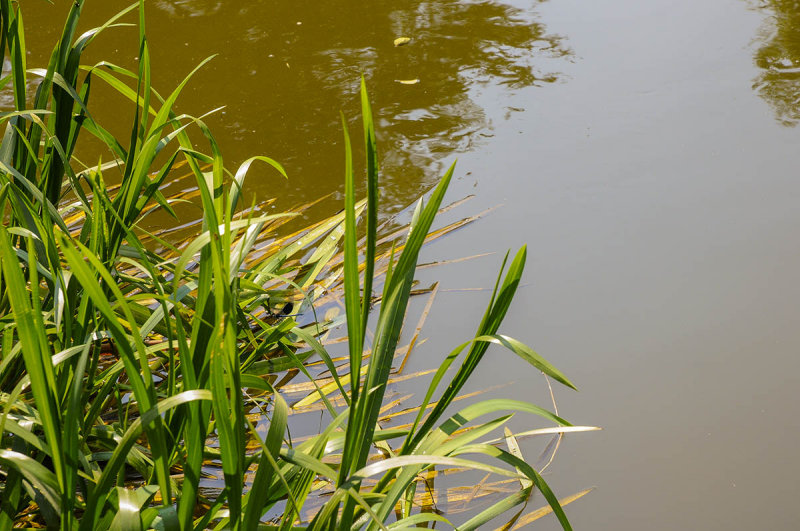 on the banks of the Sazava