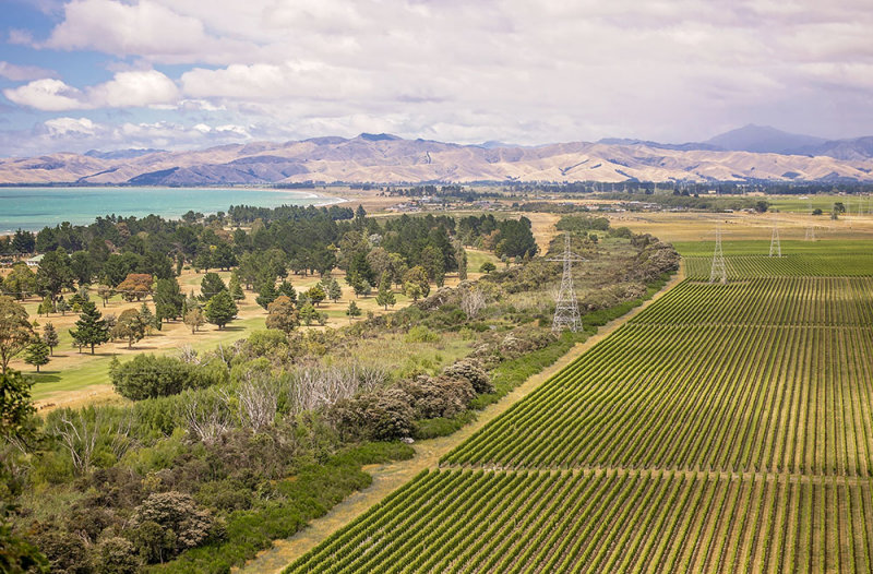 Marlborough Vineyards, home of Sauvignon Blanc in New  Zealand