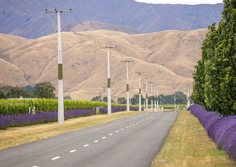 winery Roads, Blenheim