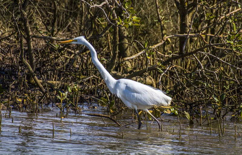 White Heron, Kotuku - Pakiri Creek near Leigh