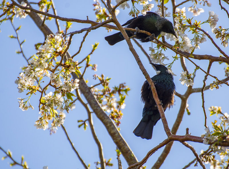 2 Tui's and spring blossom