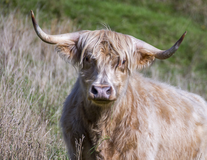 Highland Cattle - looks fierce but regarded as docile unless calves are present