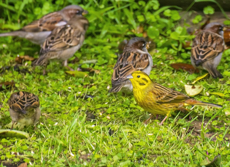 Male Yellowhammer among the sparrows in the back yard