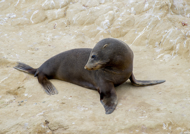 Another Fur Seal