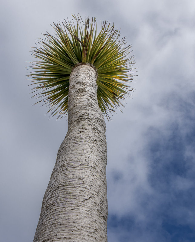 9 Dec 2015 - today's palm tree
